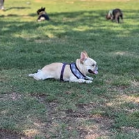 Newhall Park Paw Patch